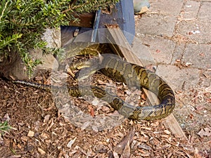 Carpet Python in Queensland Australia