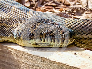 Carpet Python in Queensland Australia