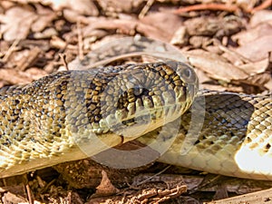 Carpet Python in Queensland Australia