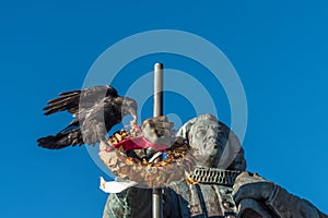 Huge raven picking flowers from a wreath, Nuuk, Greenland