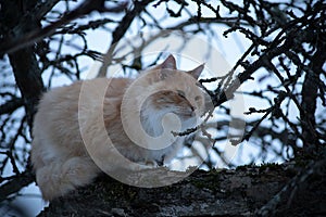 A huge red fat cat on a branch hunts a bird photo