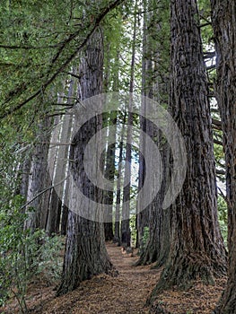 Huge redwood trees at  Hamurana Springs, Rotorua, New Zealand