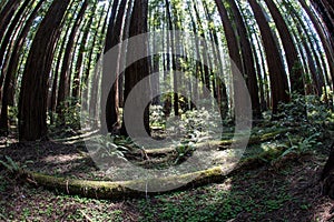 Huge Redwood Trees in Redwood National Park, California