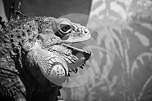 Huge reptile iguana portrait in black and white