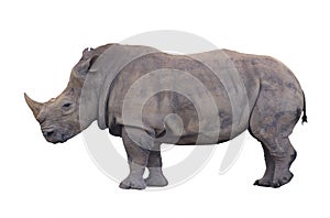 Huge rhino isolated