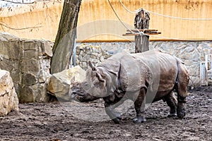 Huge rhinoceros Rhinocerotidae running on big square