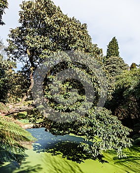 huge rhododendron tree