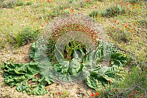 Huge rhubarb flower in the wild