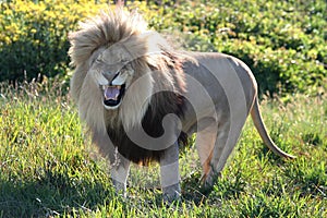 Huge Roaring Male Lion