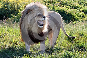 Huge Roaring Male Lion