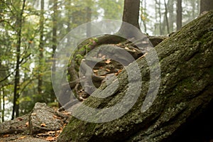 Huge rocks in the forest