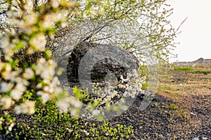 A huge rocky composition. A large textured stone of rough gray concrete on an equally large slab, surrounded by blooming spring tr