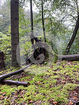Huge root of fallen tree in forest during rain in forest