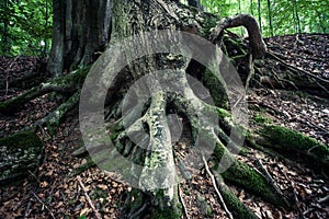 Huge roots of ancient beech tree in rainforest Vinatovaca in Se