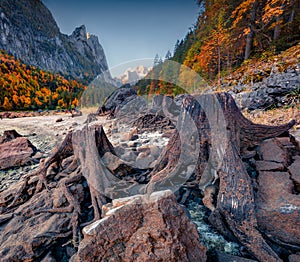 Huge roots of cut trees on Gosausee lake with Dachstein glacier on background