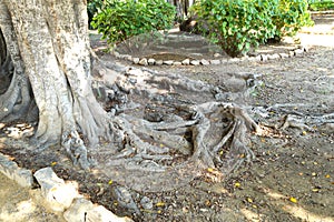 Huge roots of old tree, conservation concept, Mother Earth day