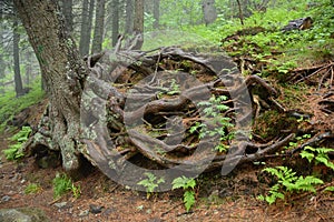 Obrovský korene z starý strom v les pokrytý paprade 