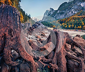 Huge roots of old tree on Gosausee Vorderer lake with Dachstein glacier on background. Exotic autumn scene of Austrian Alps, Upp