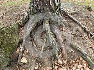 Huge roots of an old tree in a green forest. Open roots of a large plant. The root system above the ground