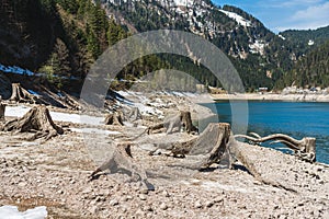 Huge roots of old trees on Gosausee Vorderer lake