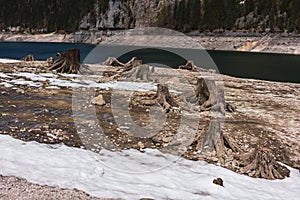 Huge roots of old trees on Gosausee Vorderer lake