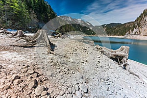 Huge roots of old trees on Gosausee Vorderer lake