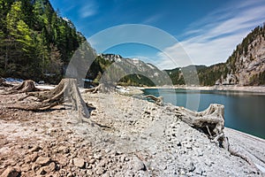 Huge roots of old trees on Gosausee Vorderer lake