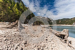 Huge roots of old trees on Gosausee Vorderer lake