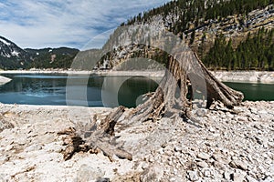 Huge roots of old trees on Gosausee Vorderer lake