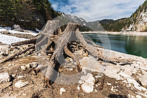 Huge roots of old trees on Gosausee Vorderer lake