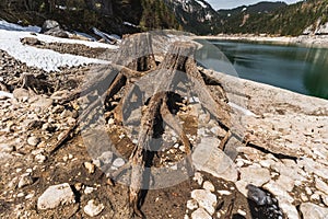 Huge roots of old trees on Gosausee Vorderer lake