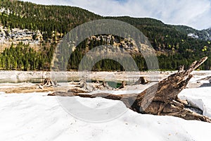 Huge roots of old trees on Gosausee Vorderer lake