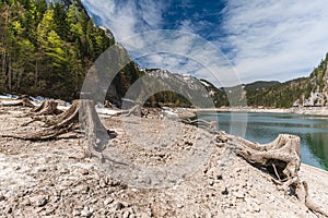 Huge roots of old trees on Gosausee Vorderer lake