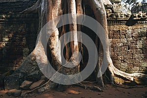 Huge roots of tree covering stone wall of ancient temple