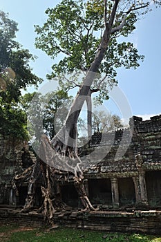 Huge roots of a tropical tree. Medieval ruins in a rainforest