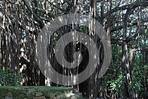 Huge rubber tree at Fernando de Noronha, Brazil, typical flora photo