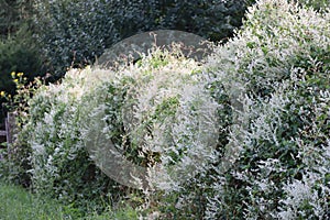 huge Russianvine hedge