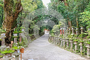Huge sacred camphor tree and stone lanterns leading to Kasuga Sh