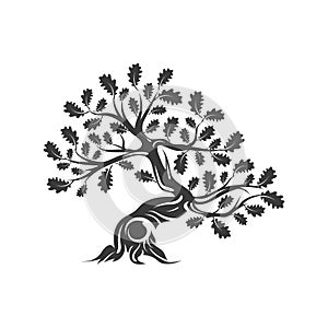 Huge and sacred oak tree plant silhouette logo isolated on white background.