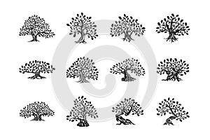 Huge and sacred oak tree plant silhouette logo isolated on white background set.