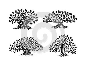 Huge and sacred oak tree silhouette logo isolated on white background.
