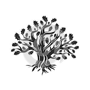 Huge and sacred oak tree silhouette logo isolated on white background.