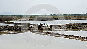 huge salt fields near kampot