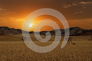 huge sand dunes in the Namib Desert