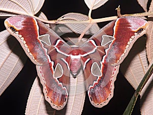 a huge Saturniid Moth - Rothschildia lebeau photo
