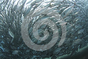 Huge school of jackfish