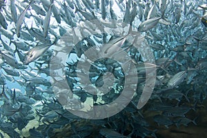 Huge school of jackfish