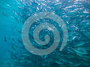 Huge school of jackfish