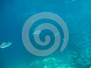 Huge school of jackfish