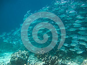 Huge school of jackfish